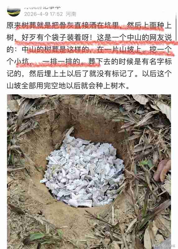  当生命化作一片绿荫：一位女儿讲述母亲选择树葬的心路历程 情感心理