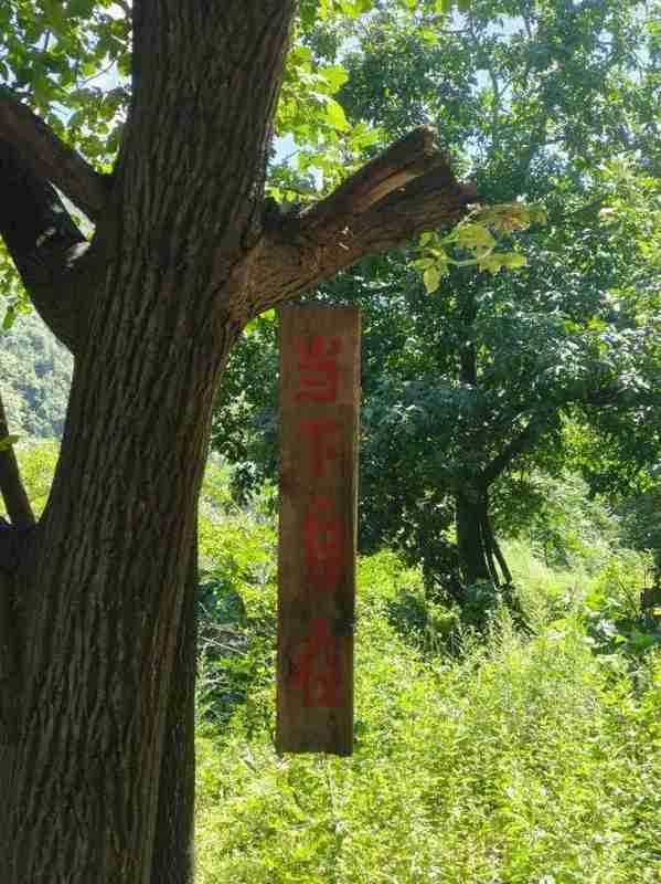  当代青年文学版图：十大实力派作家的思想疆域与文本价值 影视小说