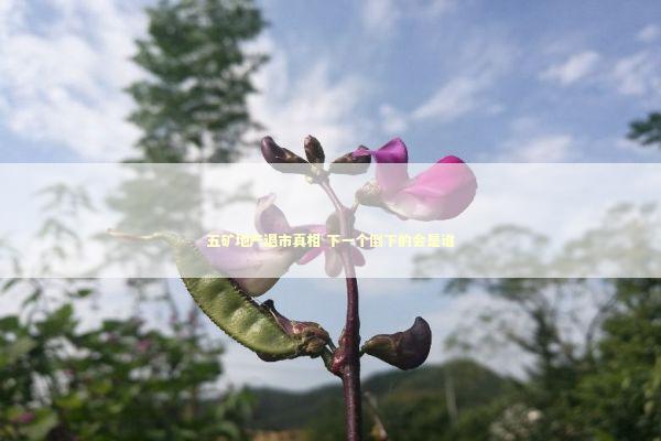 五矿地产退市真相 下一个倒下的会是谁 新闻