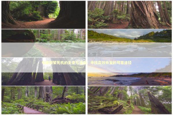 电脑频繁死机的无奈与沮丧：寻找高效恢复的可靠途径 新闻